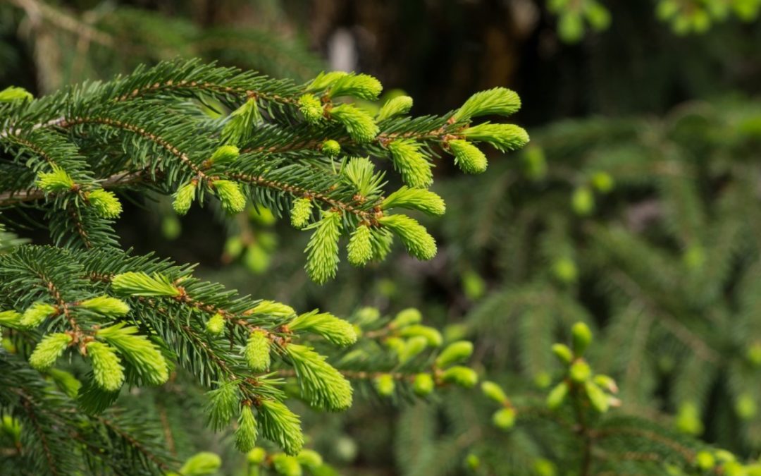 Le Gemme di Abete Bianco: preparare lo Sciroppo o un Infuso